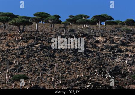 Le Yémen, l'île de Socotra, Monti Haggier, Arbres de sang du dragon (Dracaena cinnabari), la végétation endémique Banque D'Images