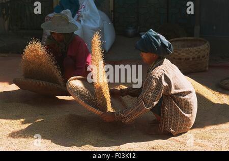 Femme responsable du nettoyage du riz, près de Mandalay, Myanmar (Birmanie). Banque D'Images