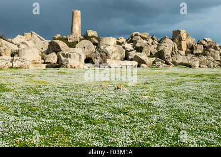 Italie,Sicile,Parc archéologique de la polis grecque de Selinunte, vestiges de l'ancienne polis,sweet alyssum ,Lobularia maritima Banque D'Images