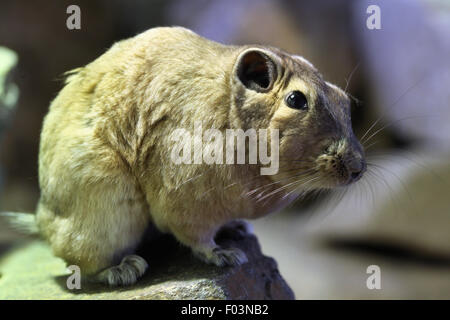 (Ctenodactylus gundi commun gundi) à Jihlava zoo de Jihlava, La Bohême de l'Est, République tchèque. Banque D'Images