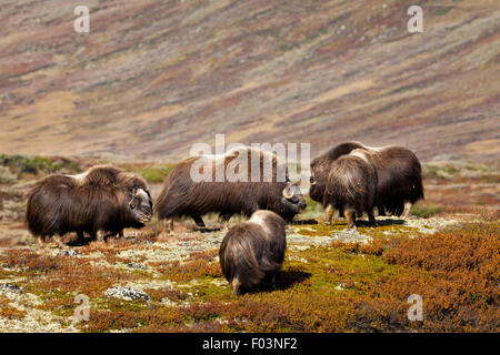 Boeuf musqué, Ovibos moschatus, dans le parc national de Dovrefjell, Dovre, la Norvège. Banque D'Images