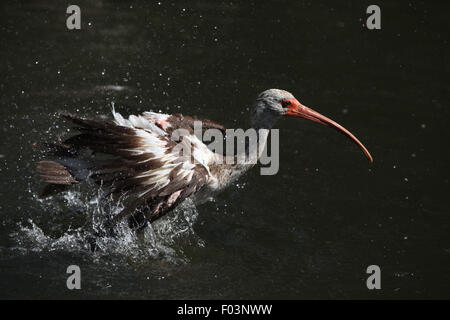 American Ibis blanc (Eudocimus albus) juvenile à Jihlava zoo de Jihlava, La Bohême de l'Est, République tchèque. Banque D'Images