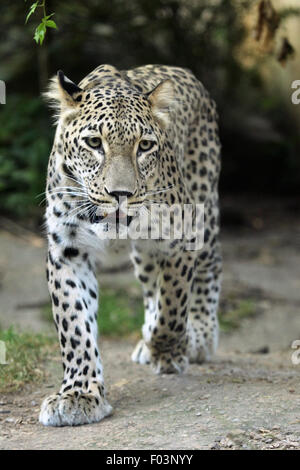 Persian leopard (Panthera pardus saxicolor), également connu sous le nom de Leopard du Caucase à Jihlava zoo de Jihlava, La Bohême de l'Est, République Tchèque Banque D'Images