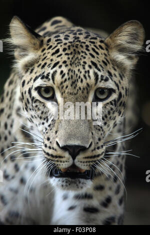 Persian leopard (Panthera pardus saxicolor), également connu sous le nom de Leopard du Caucase à Jihlava zoo de Jihlava, La Bohême de l'Est, République Tchèque Banque D'Images