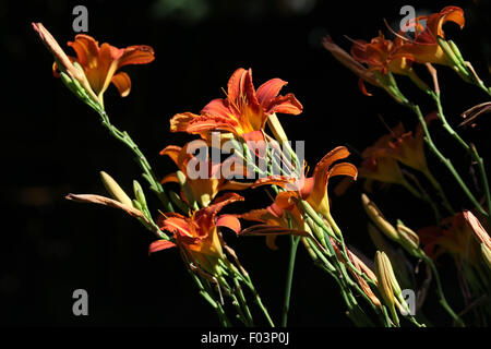 Lily lilium bulbiferum (Orange). Des fleurs. Banque D'Images