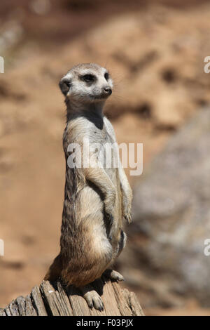 Meerkat (Suricata suricatta), également connu sous le nom de suricate à Jihlava zoo de Jihlava, La Bohême de l'Est, République tchèque. Banque D'Images