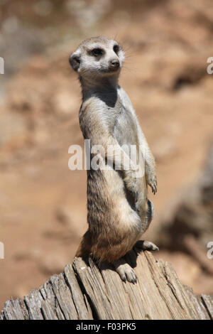 Meerkat (Suricata suricatta), également connu sous le nom de suricate à Jihlava zoo de Jihlava, La Bohême de l'Est, République tchèque. Banque D'Images