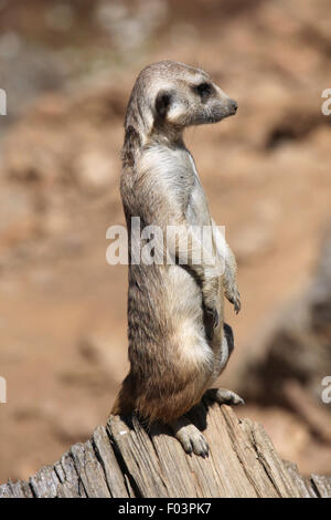 Meerkat (Suricata suricatta), également connu sous le nom de suricate à Jihlava zoo de Jihlava, La Bohême de l'Est, République tchèque. Banque D'Images