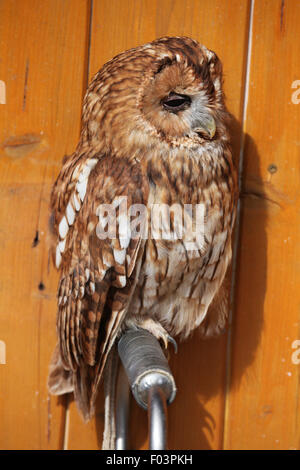 Tawny owl (Strix Aluco enr), également connu sous le nom de Brown Owl à Jihlava zoo de Jihlava, La Bohême de l'Est, République tchèque. Banque D'Images