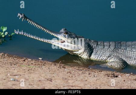 Gavial du Gange (Gavialis gangeticus), Parc national de Royal Chitwan (Liste du patrimoine mondial de l'UNESCO, 1984), le Népal. Banque D'Images