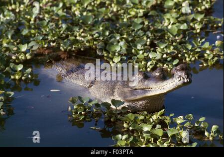 Gavial du Gange (Gavialis gangeticus), Parc national de Royal Chitwan (Liste du patrimoine mondial de l'UNESCO, 1984), le Népal. Banque D'Images