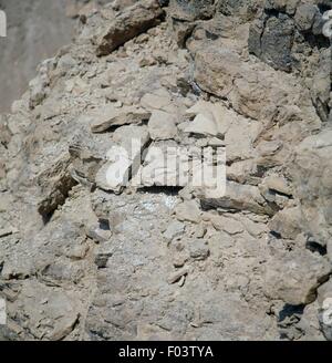 Rock formations dans le désert de Judée, en Israël. Banque D'Images