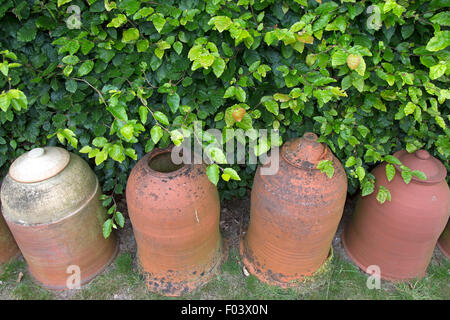 Pots de rhubarbe forçant Banque D'Images