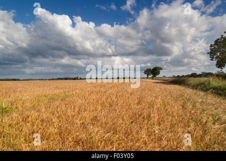 Paysage Pastoral de St James Church Southrepps Norfolk et de mûrissement barley field Banque D'Images