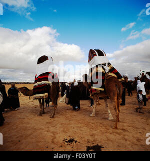 Chameaux avec chaises, festival berbère, Douz, Tunisie. Banque D'Images