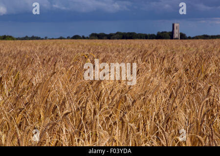 Paysage Pastoral de St James Church Southrepps Norfolk et de mûrissement barley field Banque D'Images