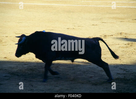 Bull dans l'arène de corrida, Aracena, Andalousie, espagne. Banque D'Images
