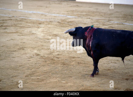 Bull dans l'arène de corrida, Aracena, Andalousie, espagne. Banque D'Images
