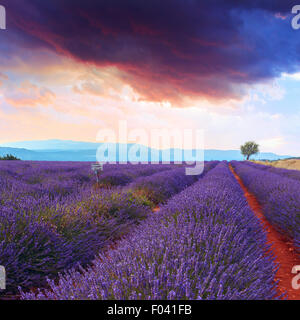 Champ de lavande paysage coucher de soleil d'été avec un grand arbre près de Sault..Provence,France Banque D'Images