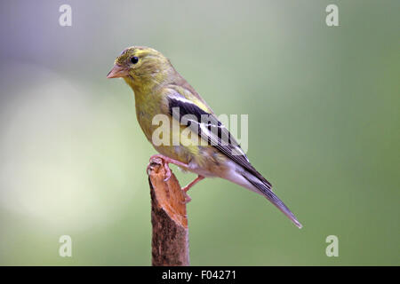 Une femelle Chardonneret jaune (Carduelis tristis) perché sur une branche en été Banque D'Images