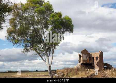 Un eucalyptus de plus en plus aux côtés des ruines d'un bâtiment abandonné. Banque D'Images