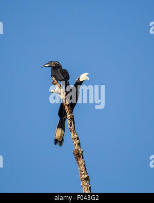 Paire de mâle et femelle Calao Noir Parc national de Tanjung Puting, Kalimantan Bornéo Banque D'Images