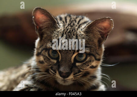 Le chat de Geoffroy (Leopardus geoffroyi) à Jihlava zoo de Jihlava, La Bohême de l'Est, République tchèque. Banque D'Images