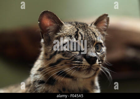 Le chat de Geoffroy (Leopardus geoffroyi) à Jihlava zoo de Jihlava, La Bohême de l'Est, République tchèque. Banque D'Images