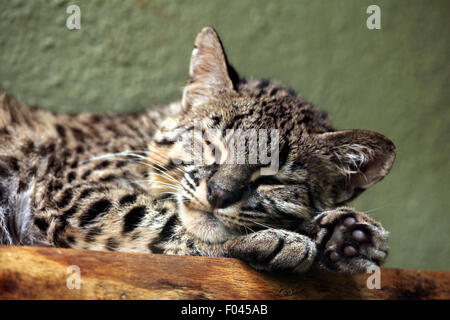 Le chat de Geoffroy (Leopardus geoffroyi) à Jihlava zoo de Jihlava, La Bohême de l'Est, République tchèque. Banque D'Images