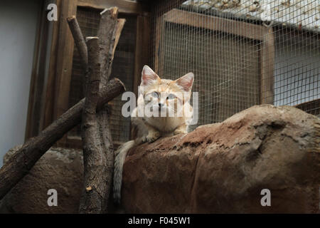 Chat de sable (Felis margarita), également connu sous le nom de la dune de sable chat à Jihlava zoo de Jihlava, La Bohême de l'Est, République tchèque. Banque D'Images