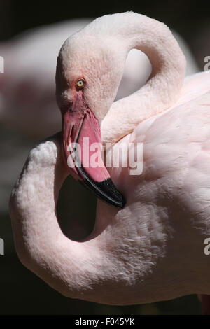 Flamant rose (Phoenicopterus roseus) à Jihlava zoo de Jihlava, La Bohême de l'Est, République tchèque. Banque D'Images