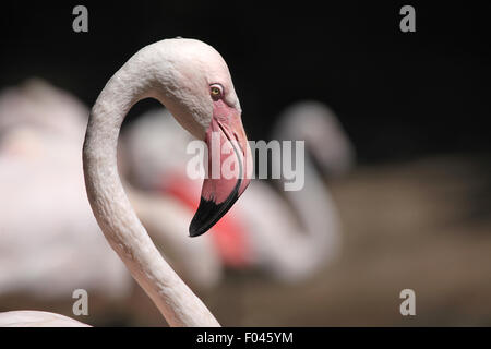 Flamant rose (Phoenicopterus roseus) à Jihlava zoo de Jihlava, La Bohême de l'Est, République tchèque. Banque D'Images