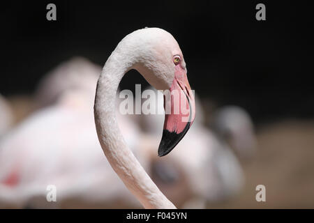 Flamant rose (Phoenicopterus roseus) à Jihlava zoo de Jihlava, La Bohême de l'Est, République tchèque. Banque D'Images