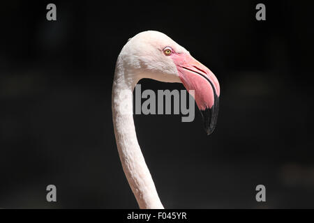 Flamant rose (Phoenicopterus roseus) à Jihlava zoo de Jihlava, La Bohême de l'Est, République tchèque. Banque D'Images