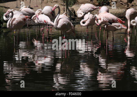 Flamant rose (Phoenicopterus roseus) à Jihlava zoo de Jihlava, La Bohême de l'Est, République tchèque. Banque D'Images