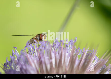 Un head shot of a Hoverfly marmelade sur une fleur de renoncule Banque D'Images