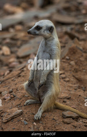 Meerkat (Suricata suricatta) dans le parc national d'Etosha, Namibie, Afrique Banque D'Images