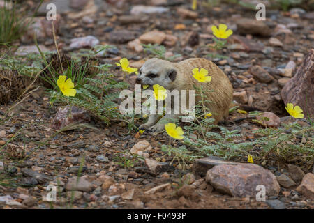 Meerkat (Suricata suricatta) manger les fleurs sauvages dans le Parc National d'Etosha, Namibie, Afrique Banque D'Images