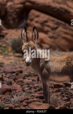 Portrait d'un âne, Twyfelfontein, vallée de la région de Kunene, Namibie, Afrique Banque D'Images