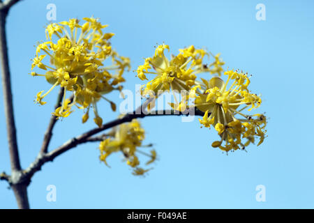 Kornelkirschenblueten, Kornelkirsche, Cornus mas, Banque D'Images