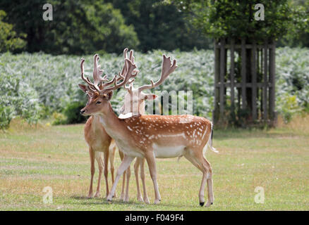 Bushy Park, SW London, Royaume-Uni. 6 Août, 2015. Météo France : Deux jeunes daims profiter du soleil Bushy Park. Credit : Julia Gavin UK/Alamy Live News Banque D'Images