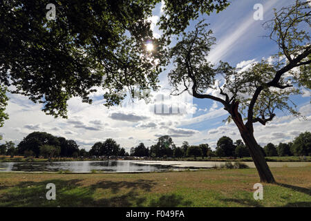 Bushy Park, SW London, Royaume-Uni. 6 Août, 2015. Météo France : l'après-midi soleil brille à travers les arbres à l'Étang du héron Bushy Park. Credit : Julia Gavin UK/Alamy Live News Banque D'Images