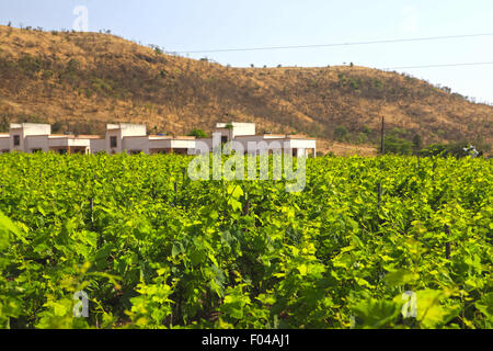 Nasik, Maharashtra, Inde. Apr 26, 2013. 27 avril 2013 : Nasik, INDE.Vue d'une vigne à Nasik.La Western Indian ville de Nashik est considérée comme la "capitale du vin de l'Inde". De l'ensemble des 79 établissements vinicoles dans le pays, Nashik seul a 34. Le célèbre vin de Nasik incluent Sula, Chateau Dori, Zampa, York & N.D. Les vins. © Subhash Sharma/ZUMA/Alamy Fil Live News Banque D'Images