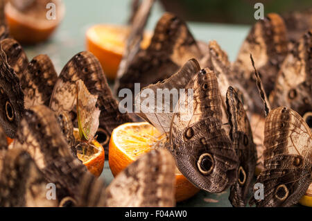Caligo ' Papillons Owl' festoyer sur les oranges à l'exposition Papillons sensationnelle, Natural History Museum, Londres Banque D'Images
