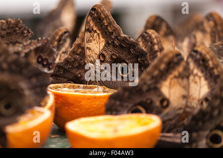 Caligo ' Papillons Owl' festoyer sur les oranges à l'exposition Papillons sensationnelle, Natural History Museum, Londres Banque D'Images