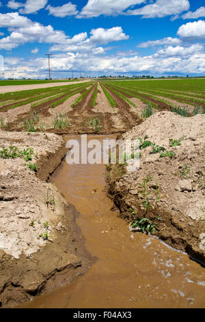 L'érosion créée par l'irrigation excessive des eaux dans le comté de Canyon, Arizona, USA. Banque D'Images