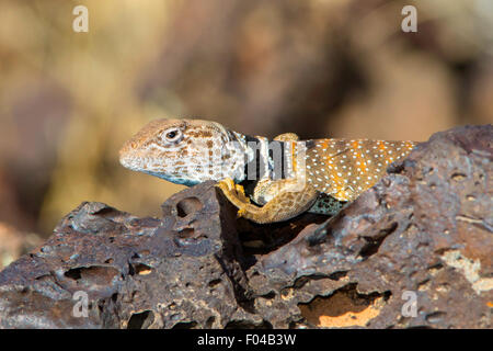 Agriculture - grand bassin Crotaphytus bicinctores Snow Canyon State Park, Utah, United States 30 juin homme adulte Banque D'Images