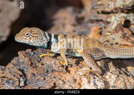 Agriculture - grand bassin Crotaphytus bicinctores Snow Canyon State Park, Utah, United States 30 juin homme adulte Banque D'Images