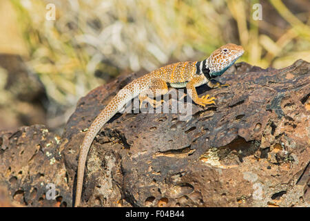 Agriculture - grand bassin Crotaphytus bicinctores Snow Canyon State Park, Utah, United States 30 juin homme adulte Banque D'Images