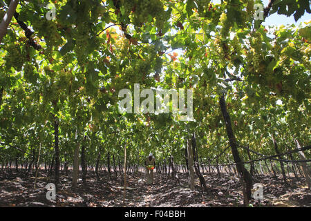 Nasik, Maharashtra, Inde. Apr 27, 2013. 27 avril 2013 : Nasik, INDE.dans un vignoble un agriculteur cueille le Raisin Raisin à Nasik.La Western Indian ville de Nashik est considérée comme la "capitale du vin de l'Inde". De l'ensemble des 79 établissements vinicoles dans le pays, Nashik seul a 34. Le célèbre vin de Nasik incluent Sula, Chateau Dori, Zampa, York & N.D. Les vins. © Subhash Sharma/ZUMA/Alamy Fil Live News Banque D'Images